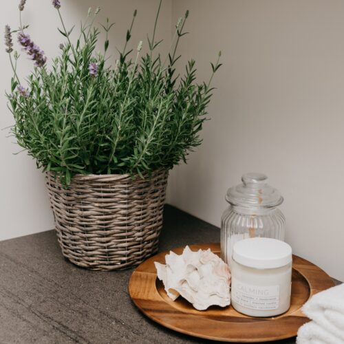 plant-and-decorations